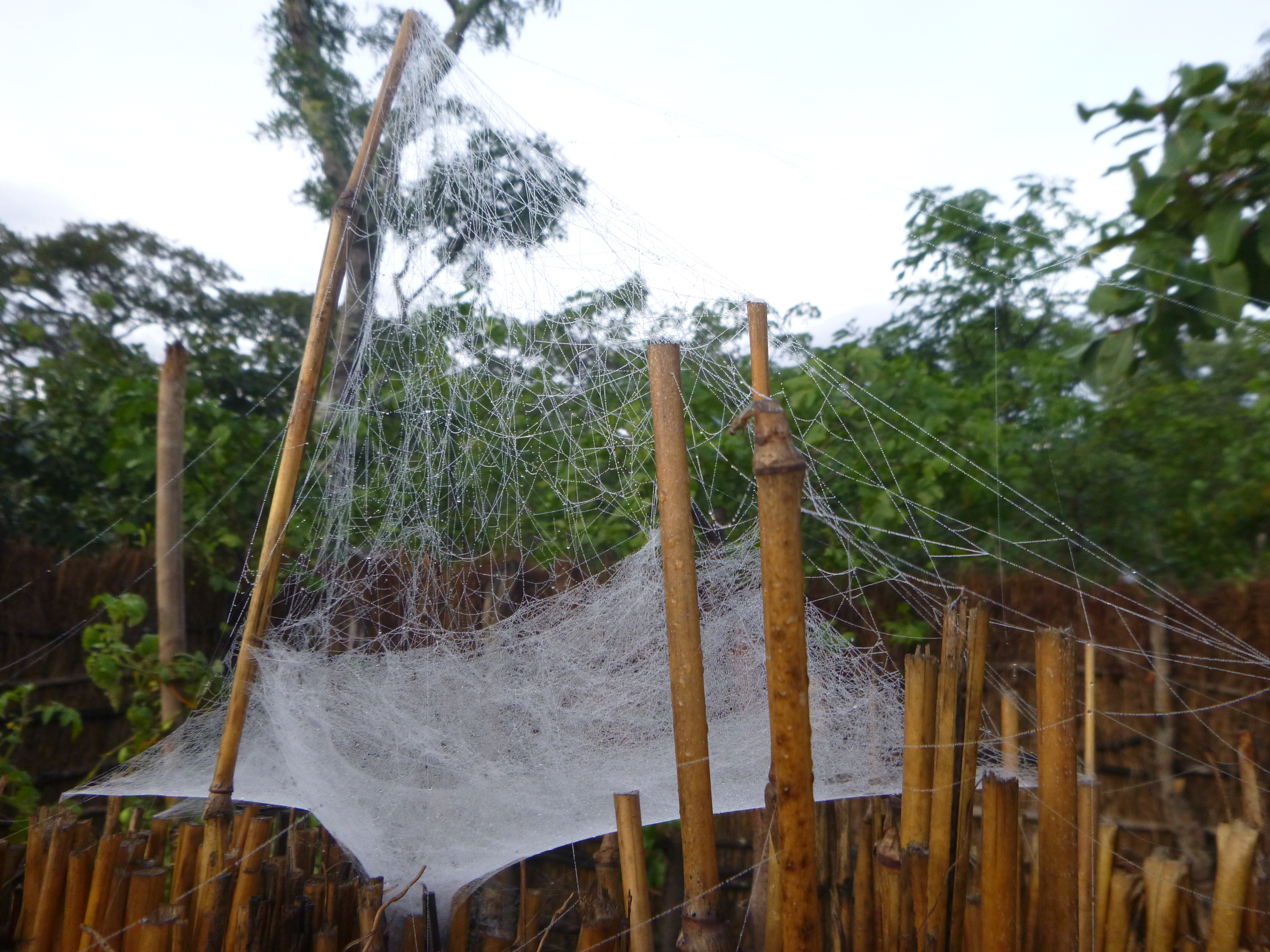 Spider webs on my garden fence, covered in morning dew.