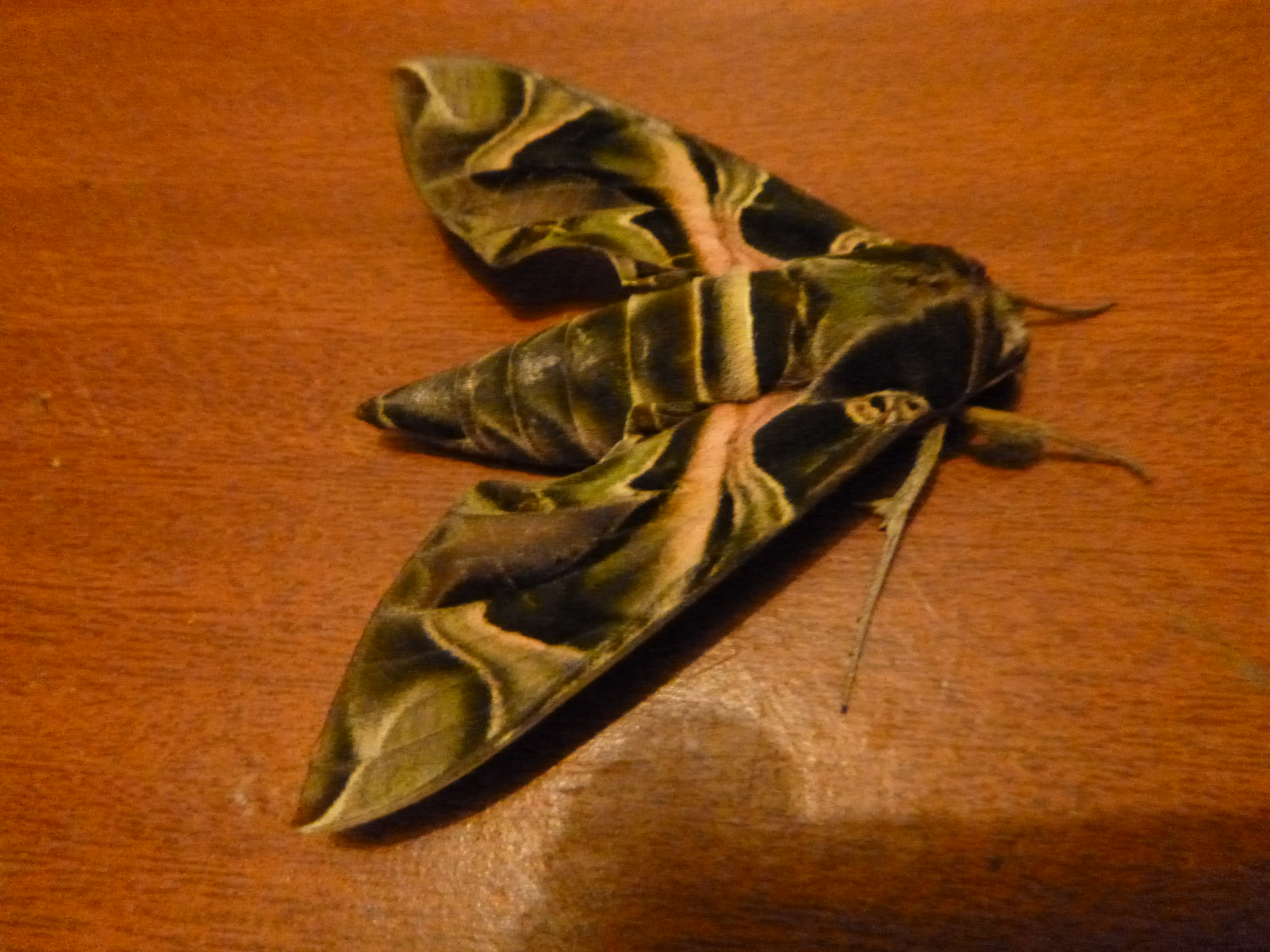 Beautiful moth.