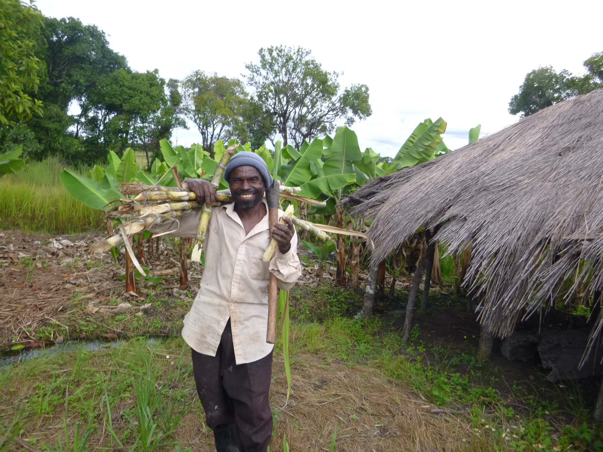 Ba Better, carrying sugarcane back from his awesome garden. His name has done well for him, as he really does much "better" than the average Mfuban.