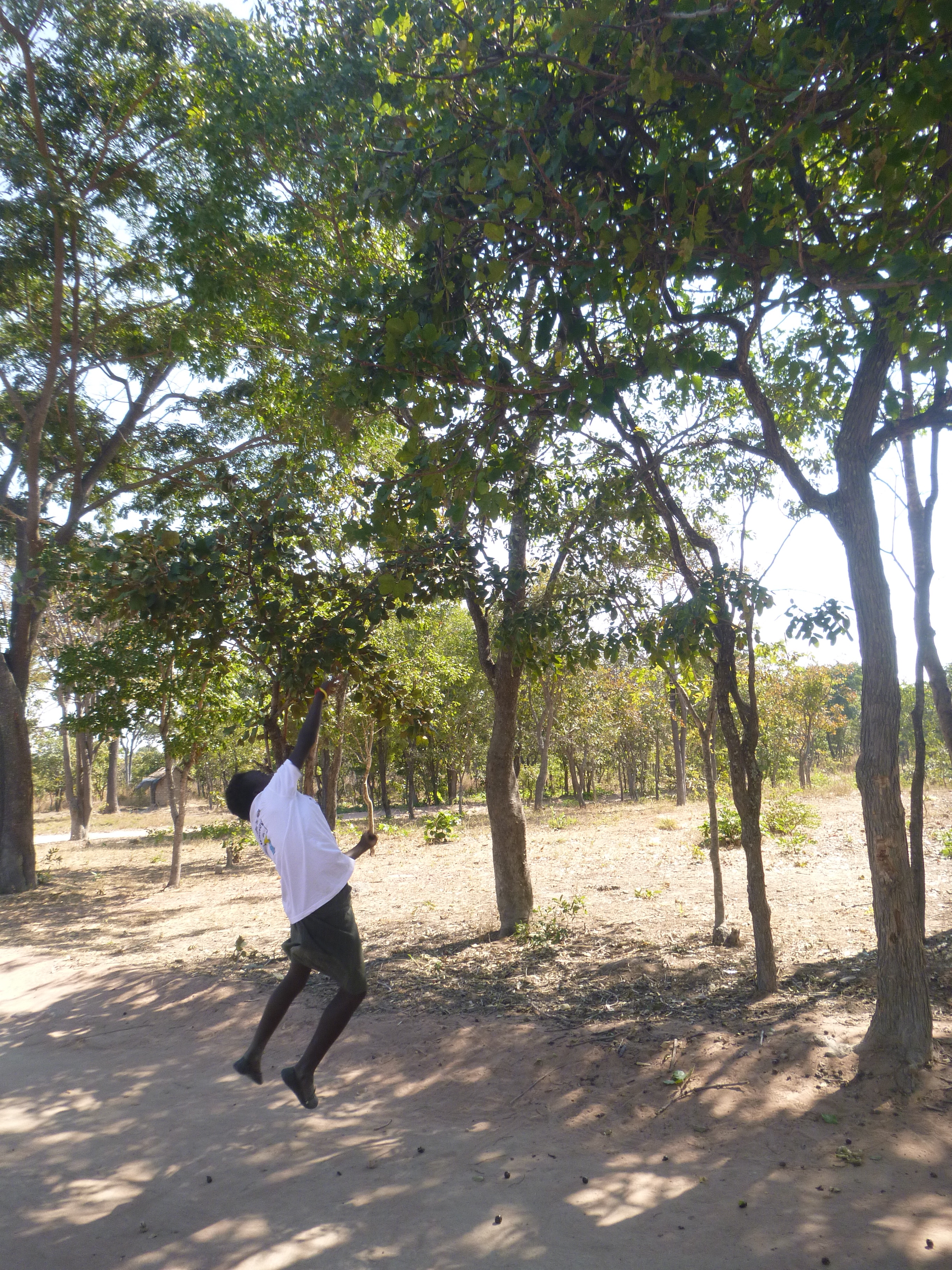 Chola throwing rocks at an imifutu tree to knock down the delicious black fruits.