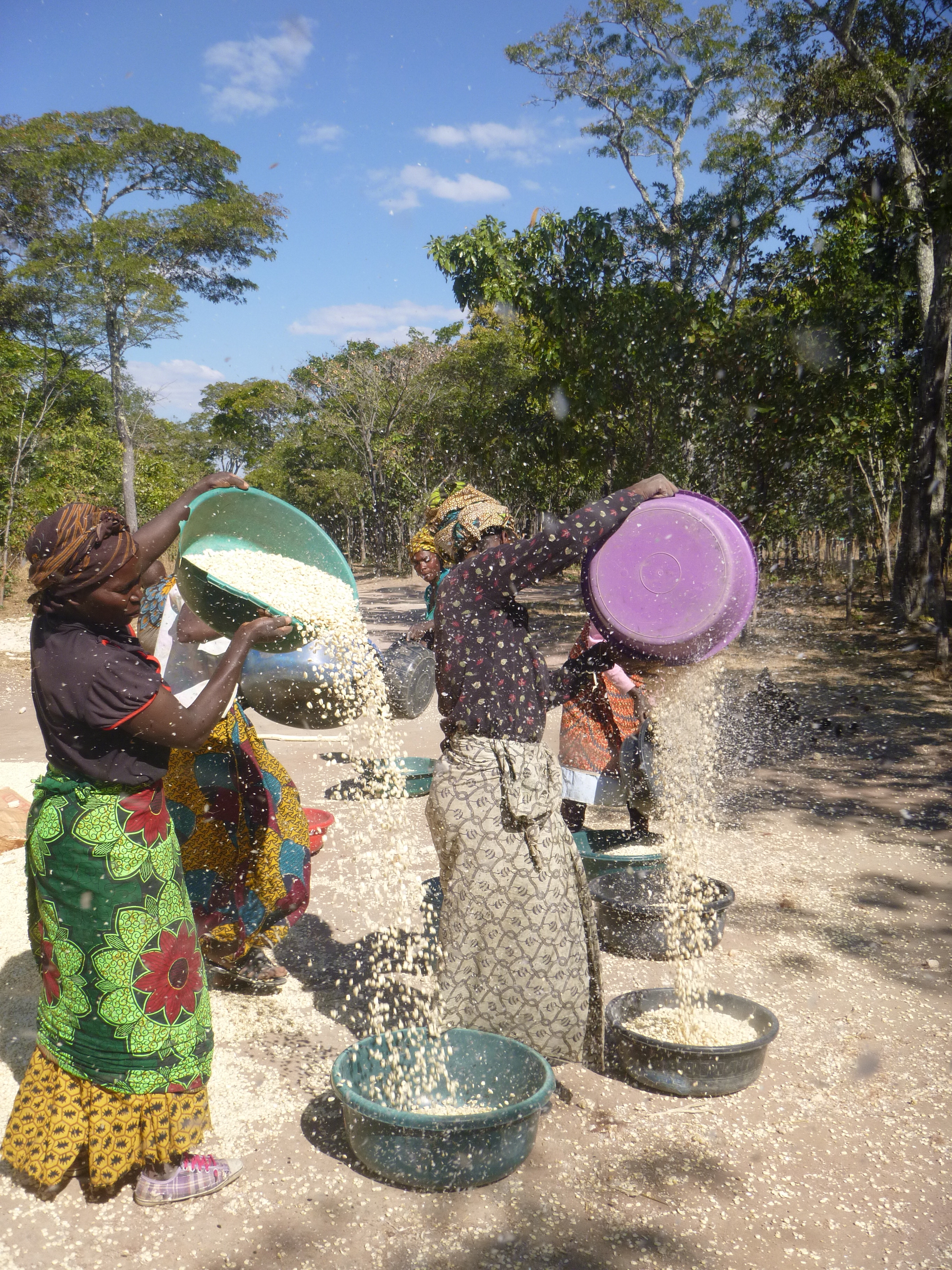 Ba Agatha and Ba Elizabeth winnowing the chaff from the maize.