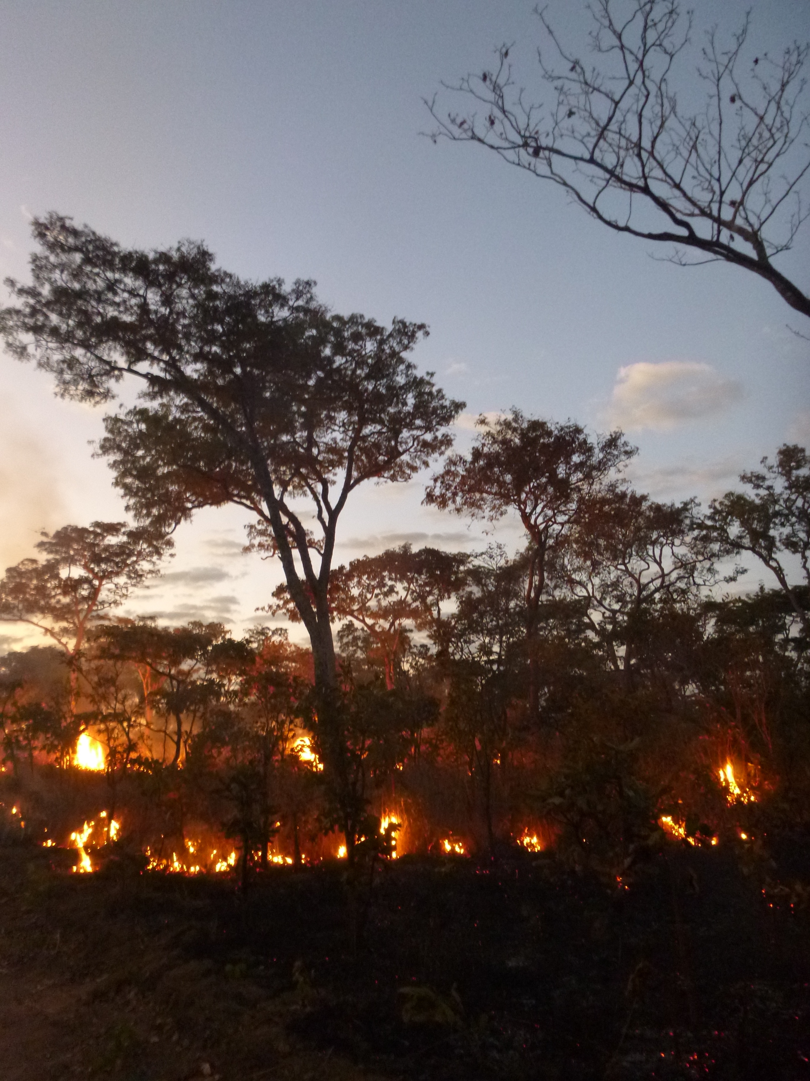This fire was set to flush out a snake found in the area.