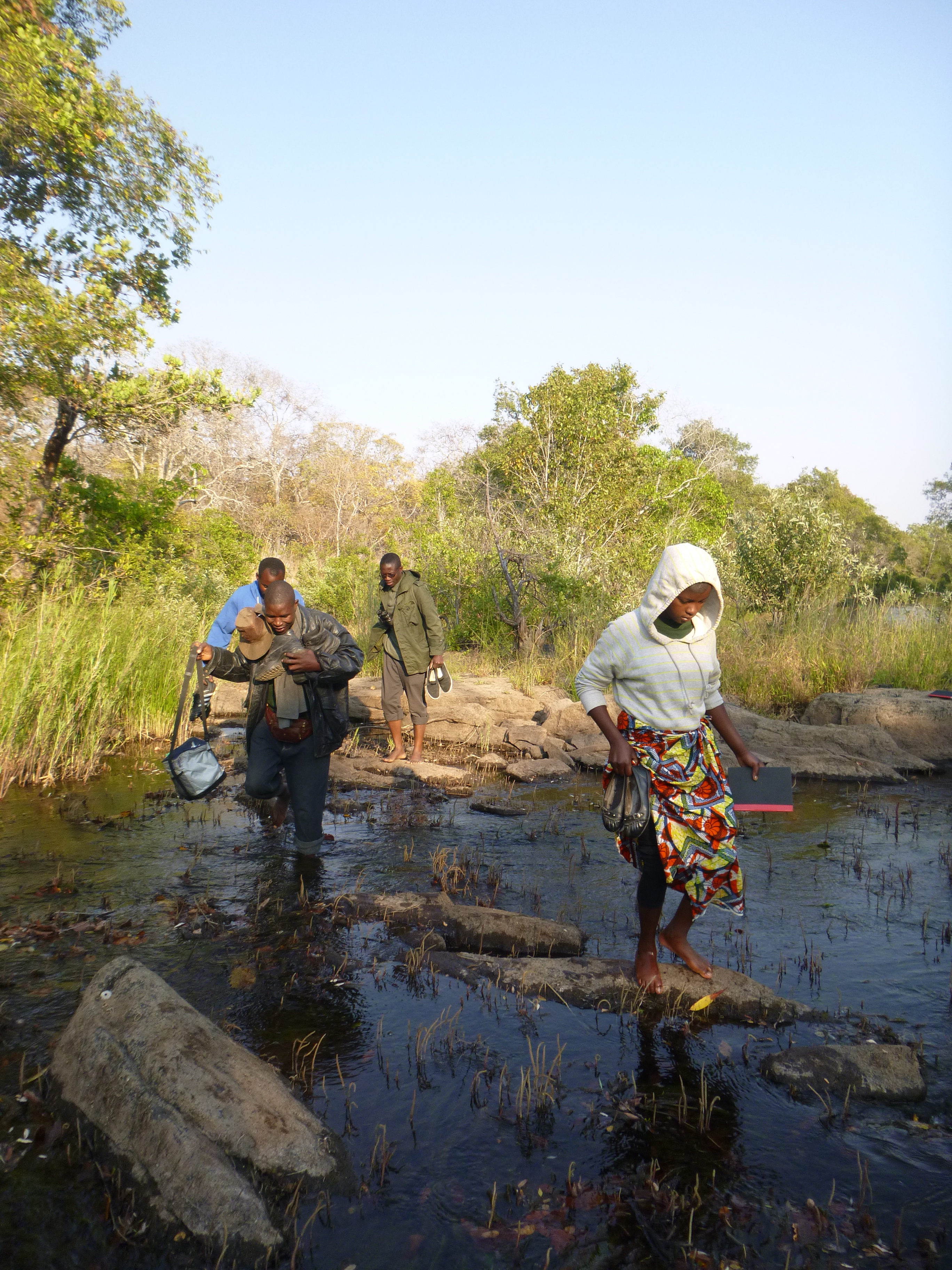 Gertrude leads the way across the Lukulu River on a morning nature walk.