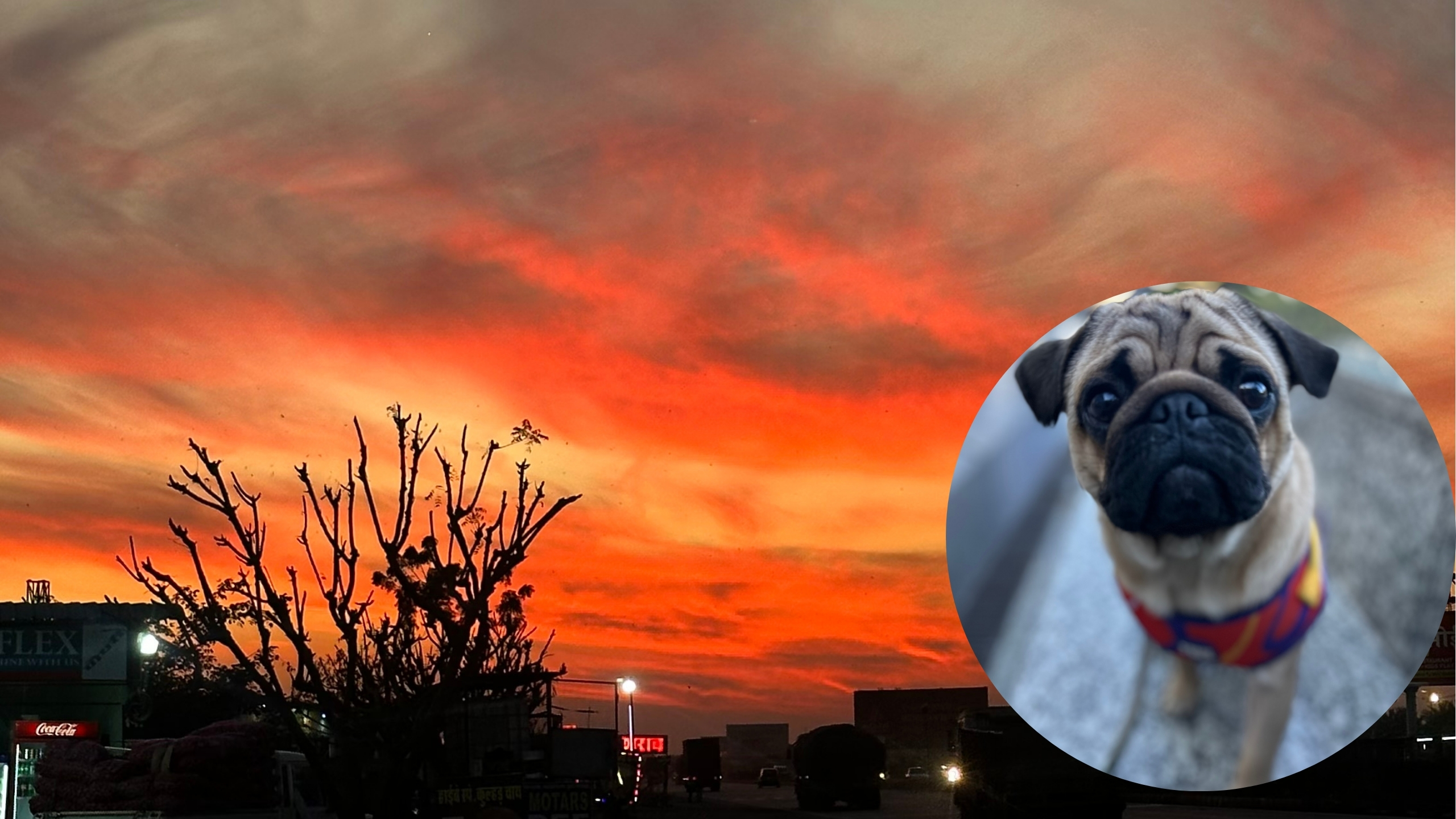 Dog Travel Checklist for India
