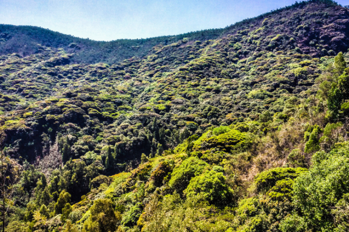 The Avalanche Safari's first stop is the Shola evergreen forest