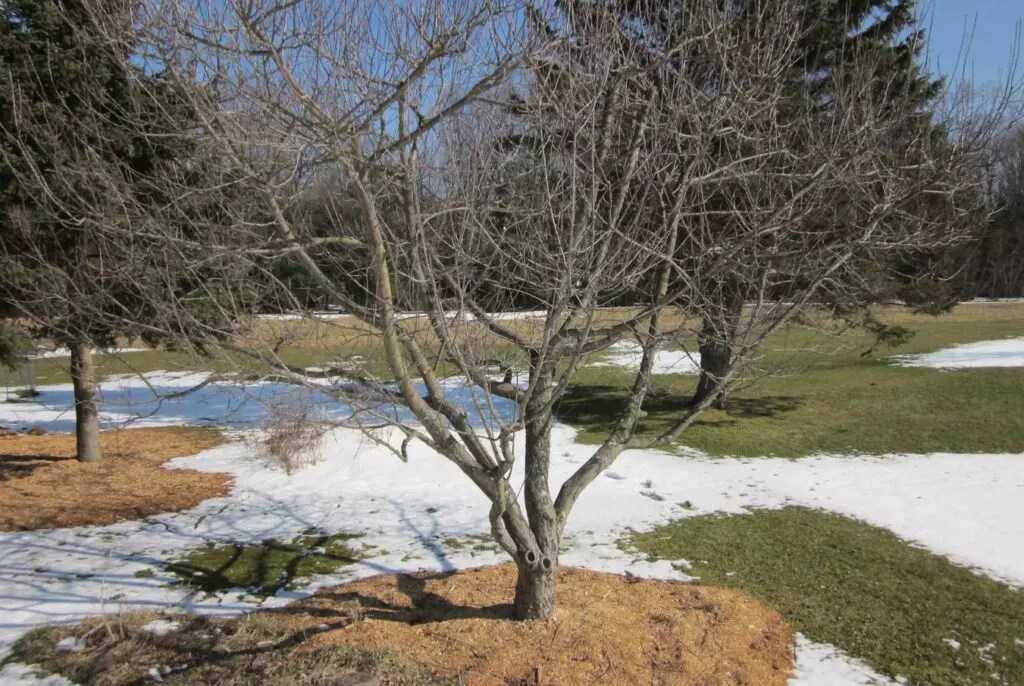 When Is The Best Time To Prune Trees In San Diego Pope Tree Service