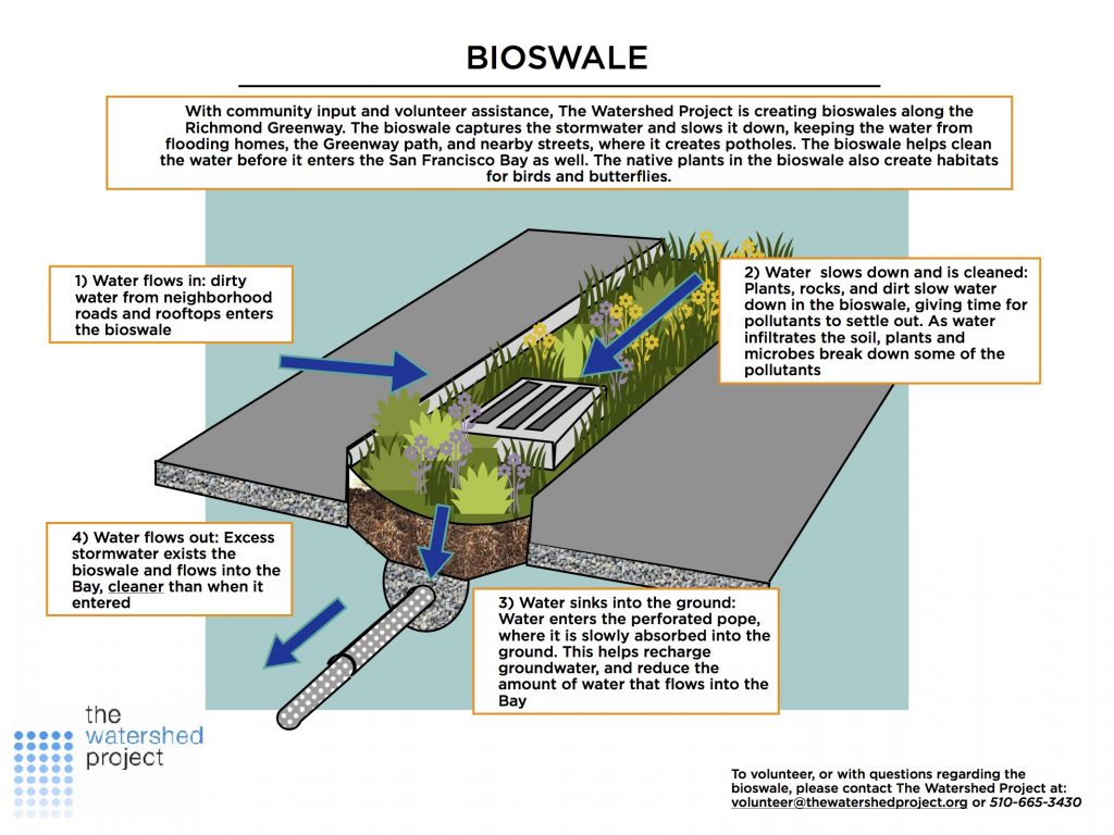 Rain gardens & bioswales
