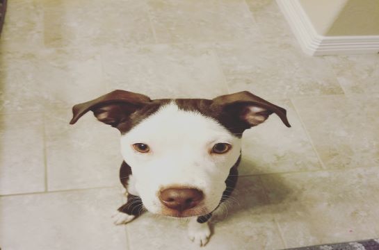 Read more about the article When Your Best Friend Has 4 Legs: The Ruff Truth Of Being An Animal Lover