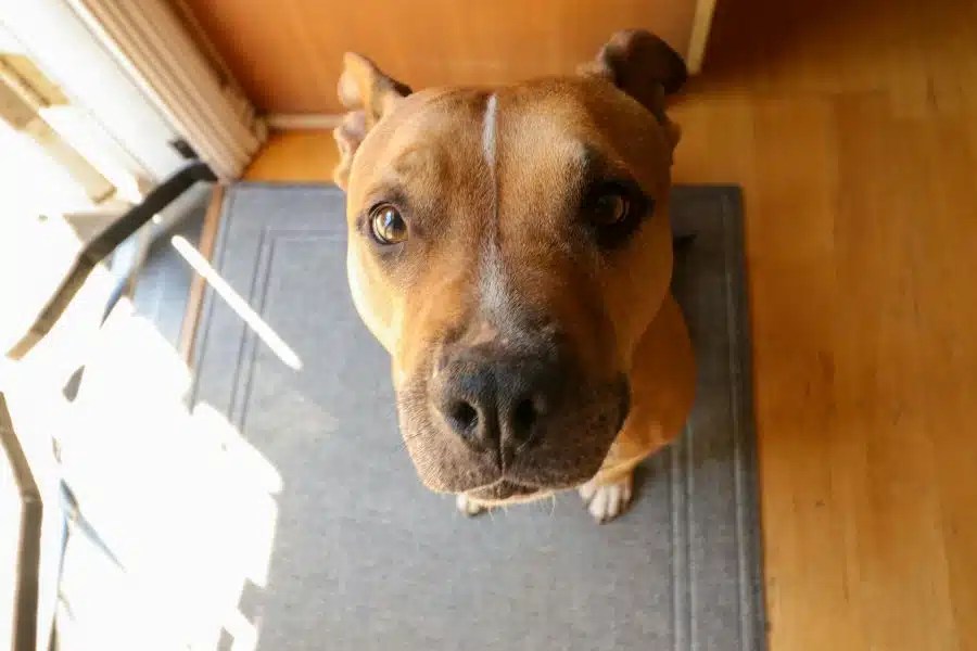 Read more about the article How to Take the Best Care of Your Family Dog