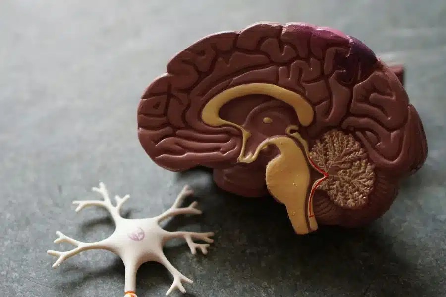 Read more about the article 4 Toxic Chemicals That Can Cause Brain Damage