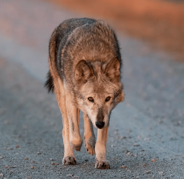 Rare Colored Wolf