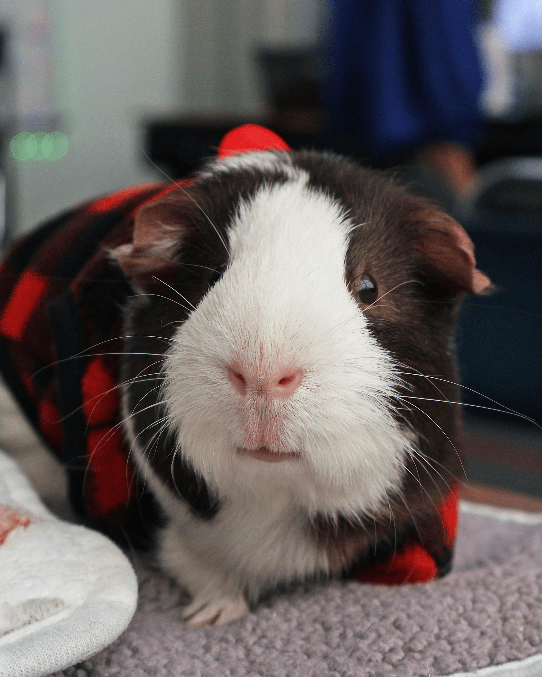 Gerald the guinea pig, Room 8's class pet