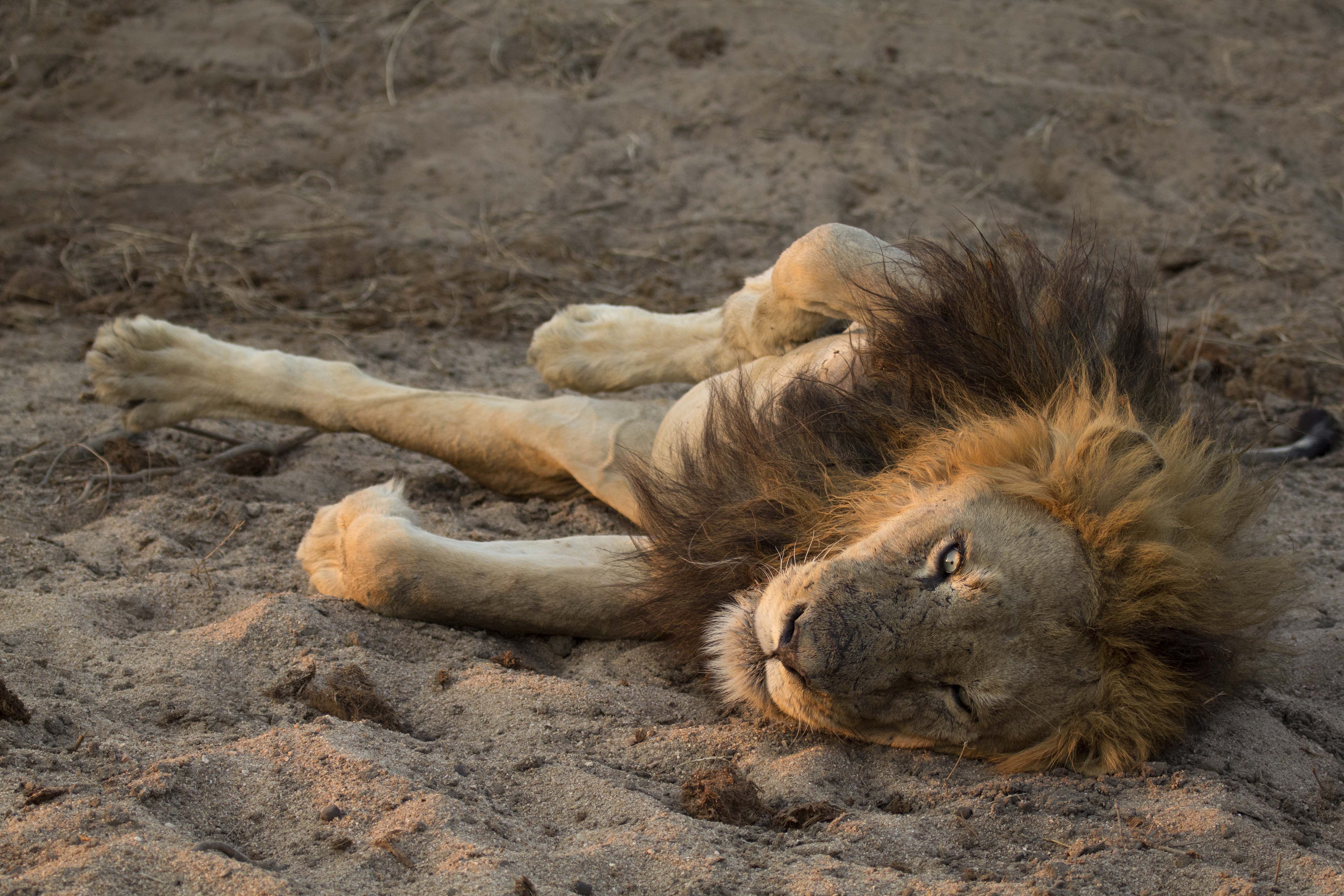 ulusaba-lion