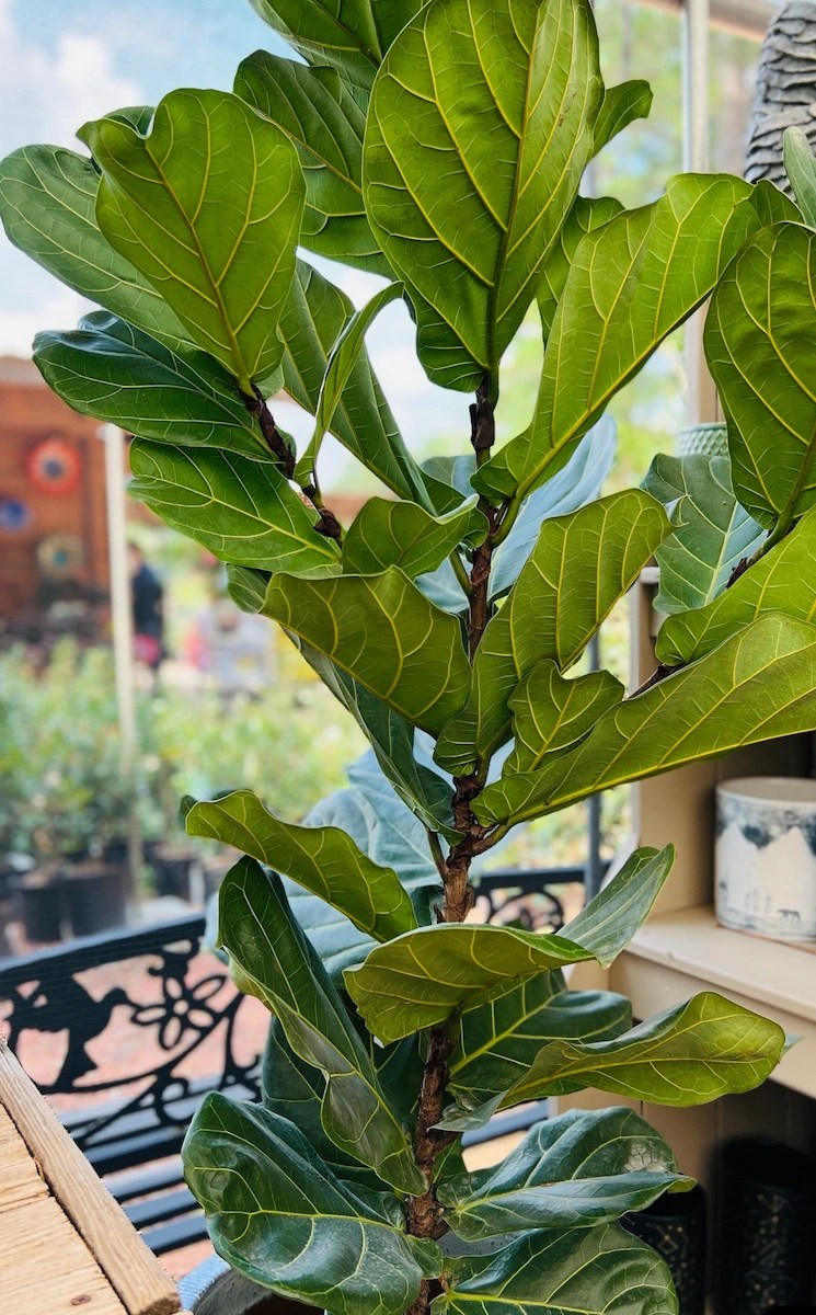 fiddle leaf fig tree