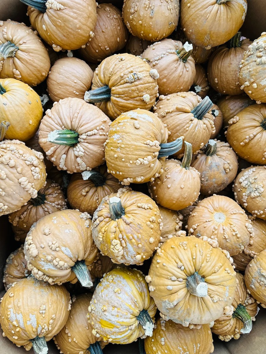 pumpkins