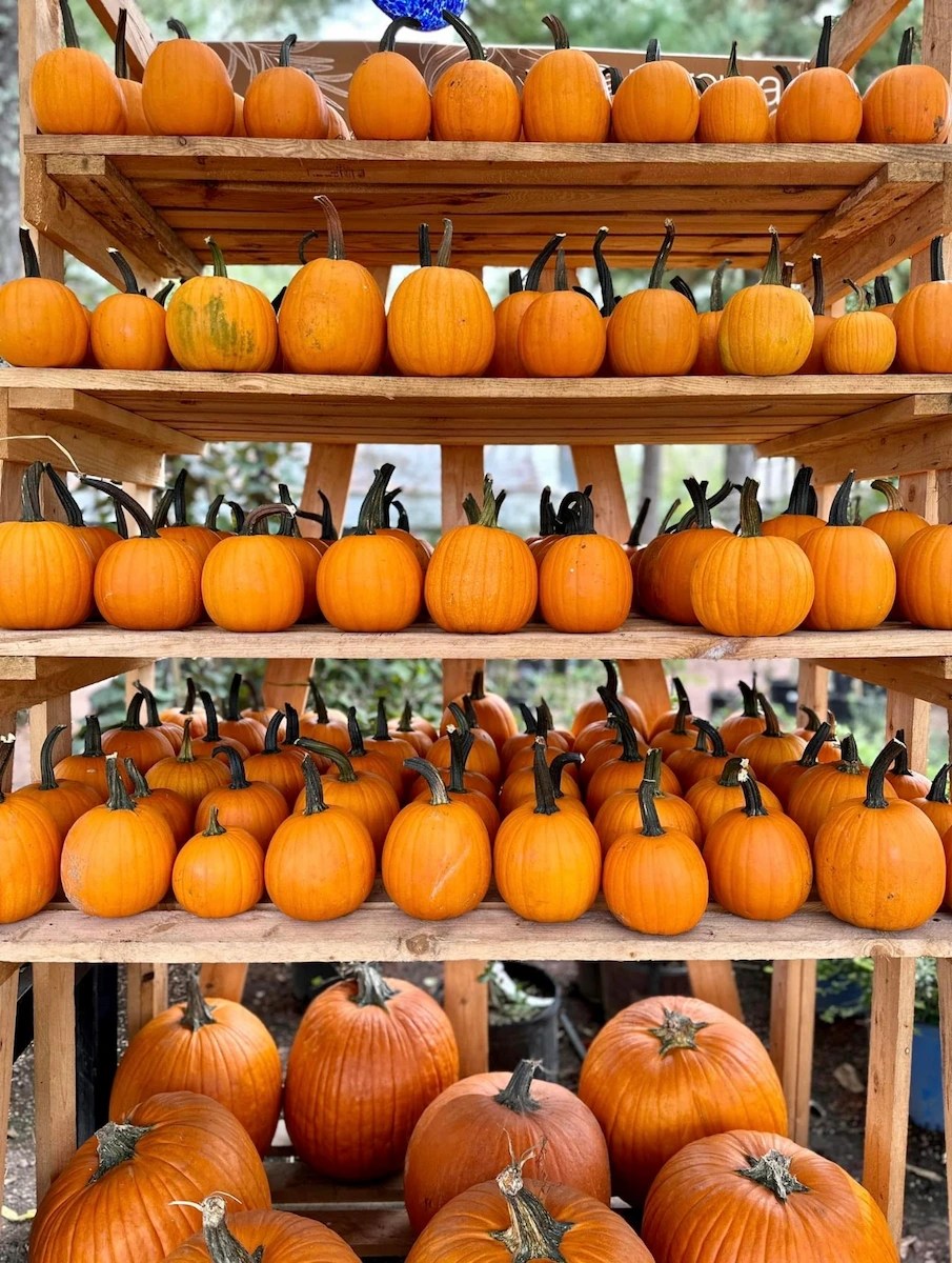 pumpkins