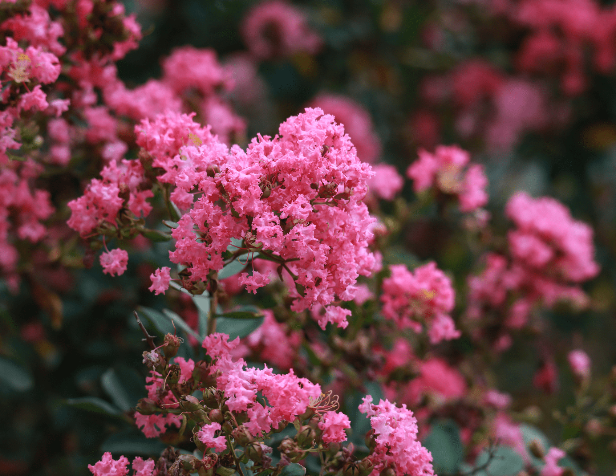Photo of a Sioux Pink Crape Myrtle bloom