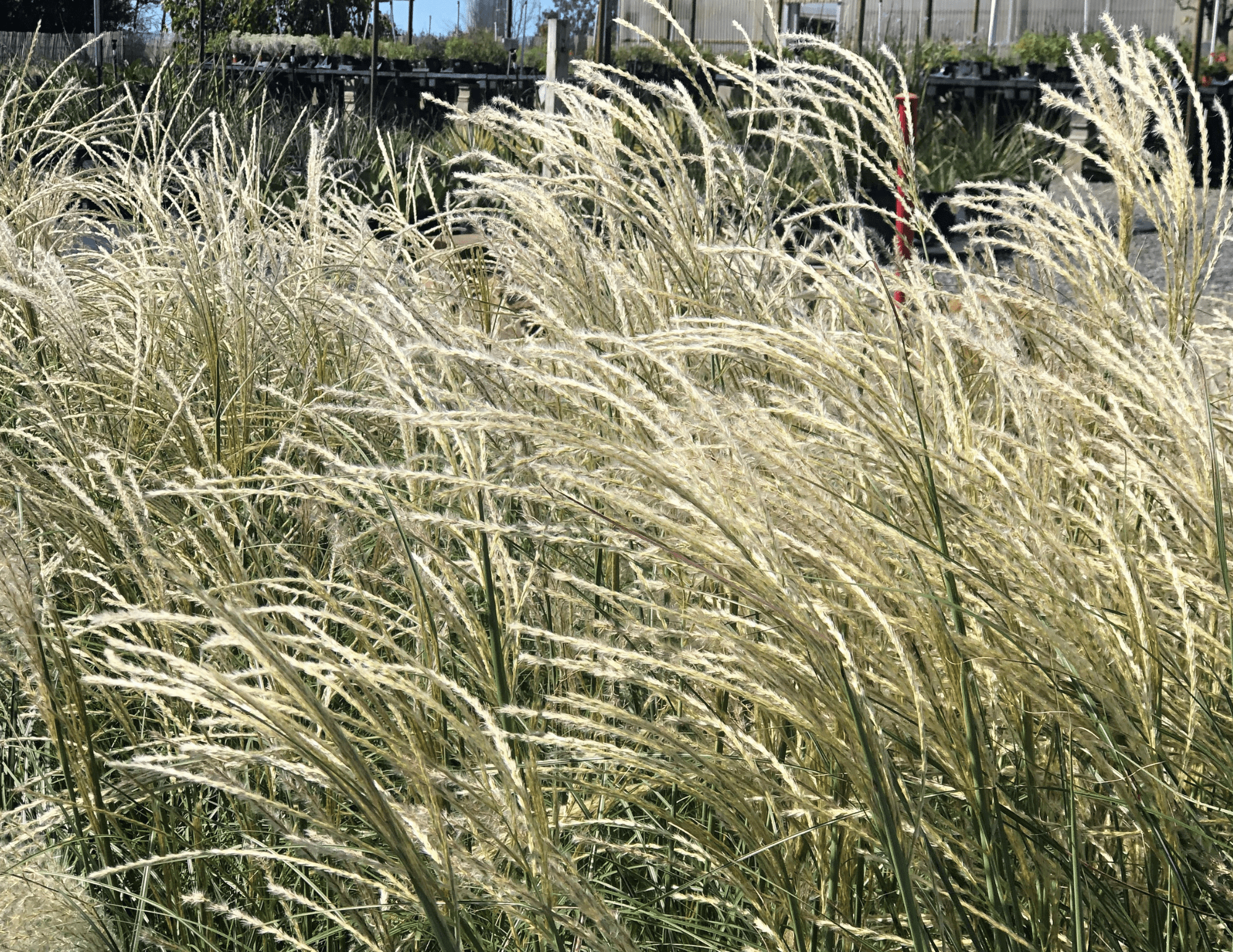 Adagio Maiden Grass plumes waving in the wind