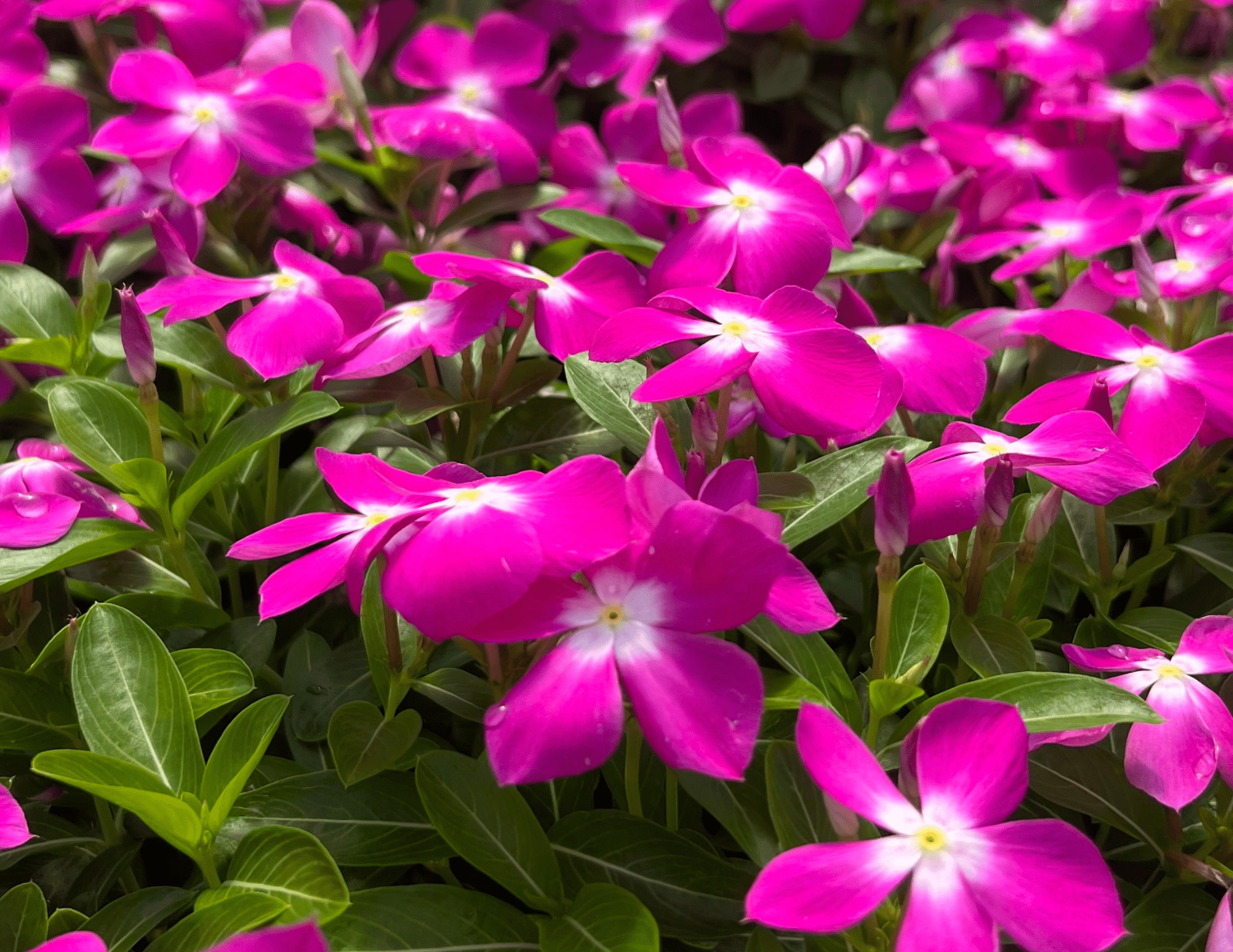 Hot Pink with white centers Vinca blooms