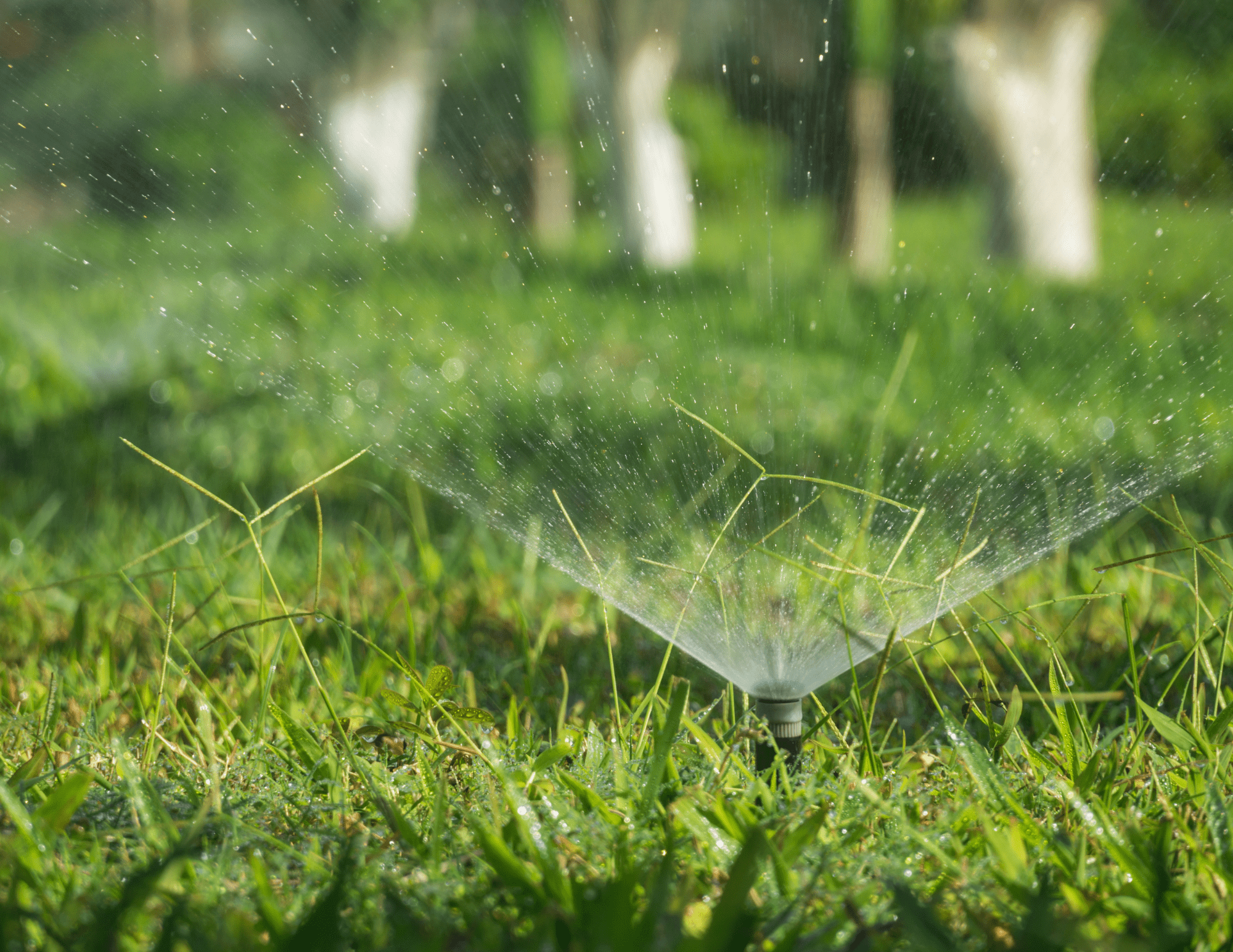 A sprinkler spraying upwards to water a lawn