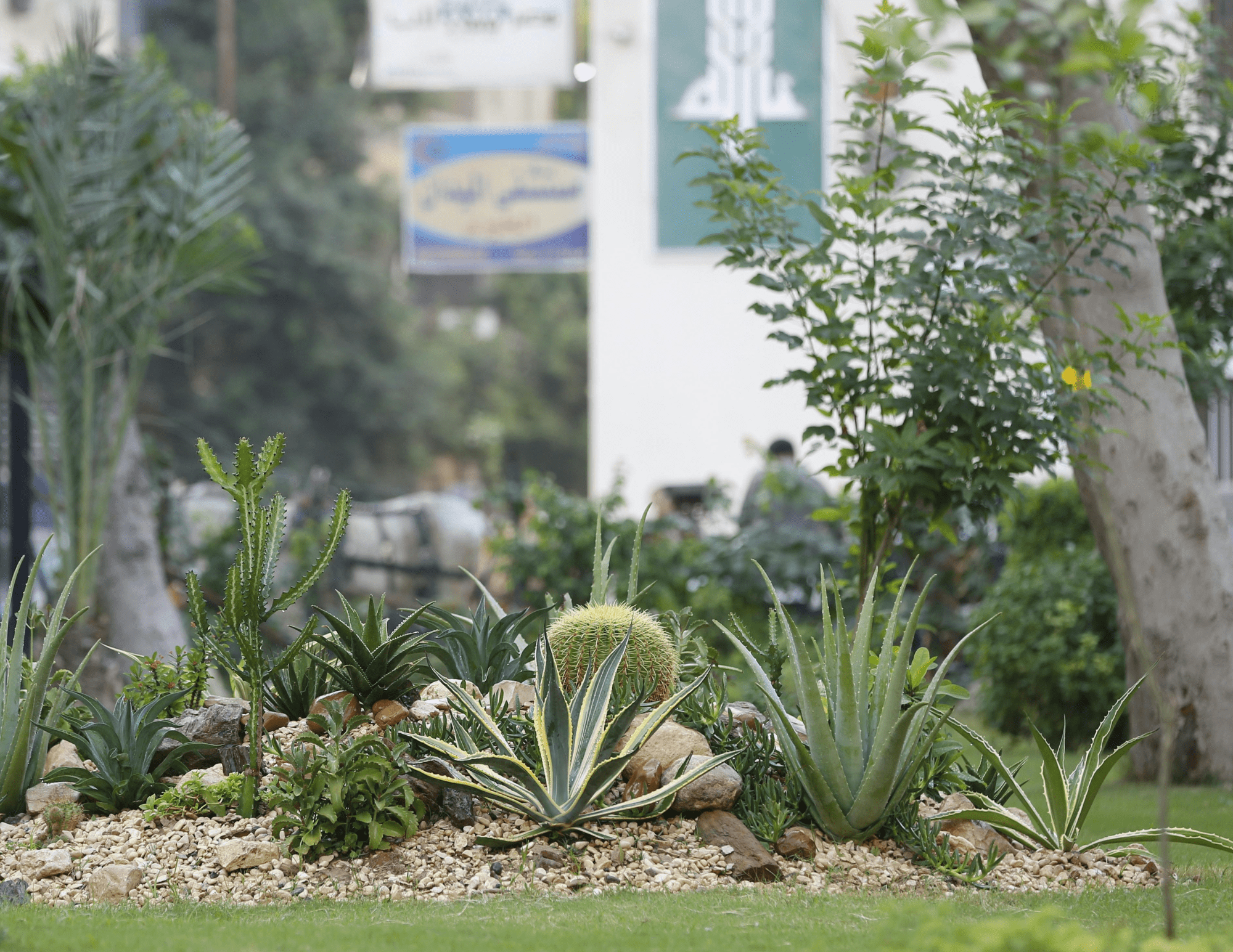 Xeriscape plants in a bed