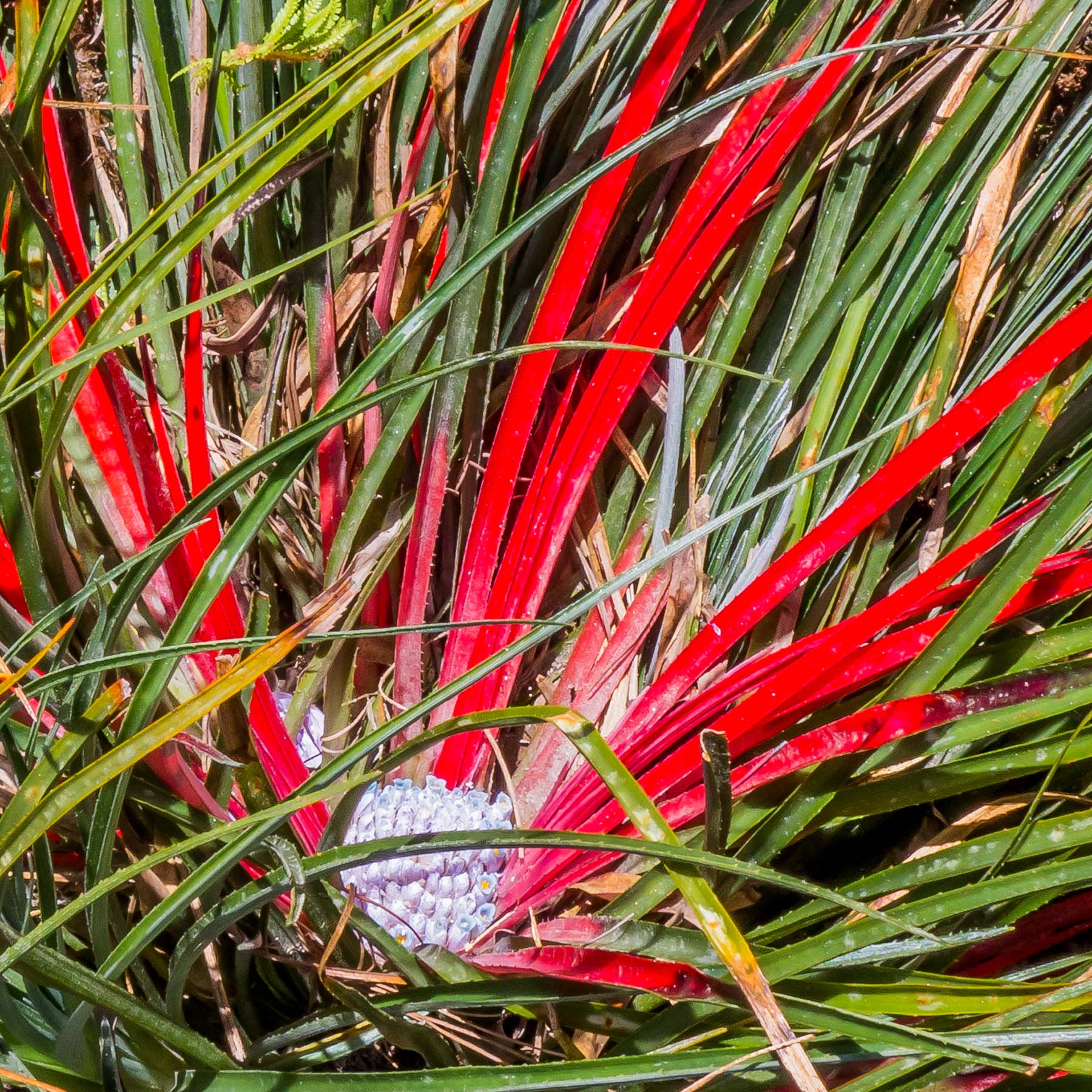 Cornwall Oct2017_0127