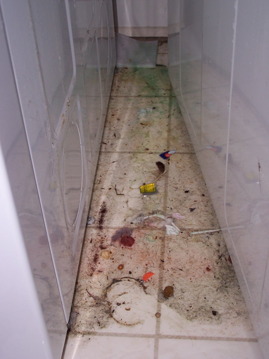 It was bad enough when I looked between the washer and dryer...