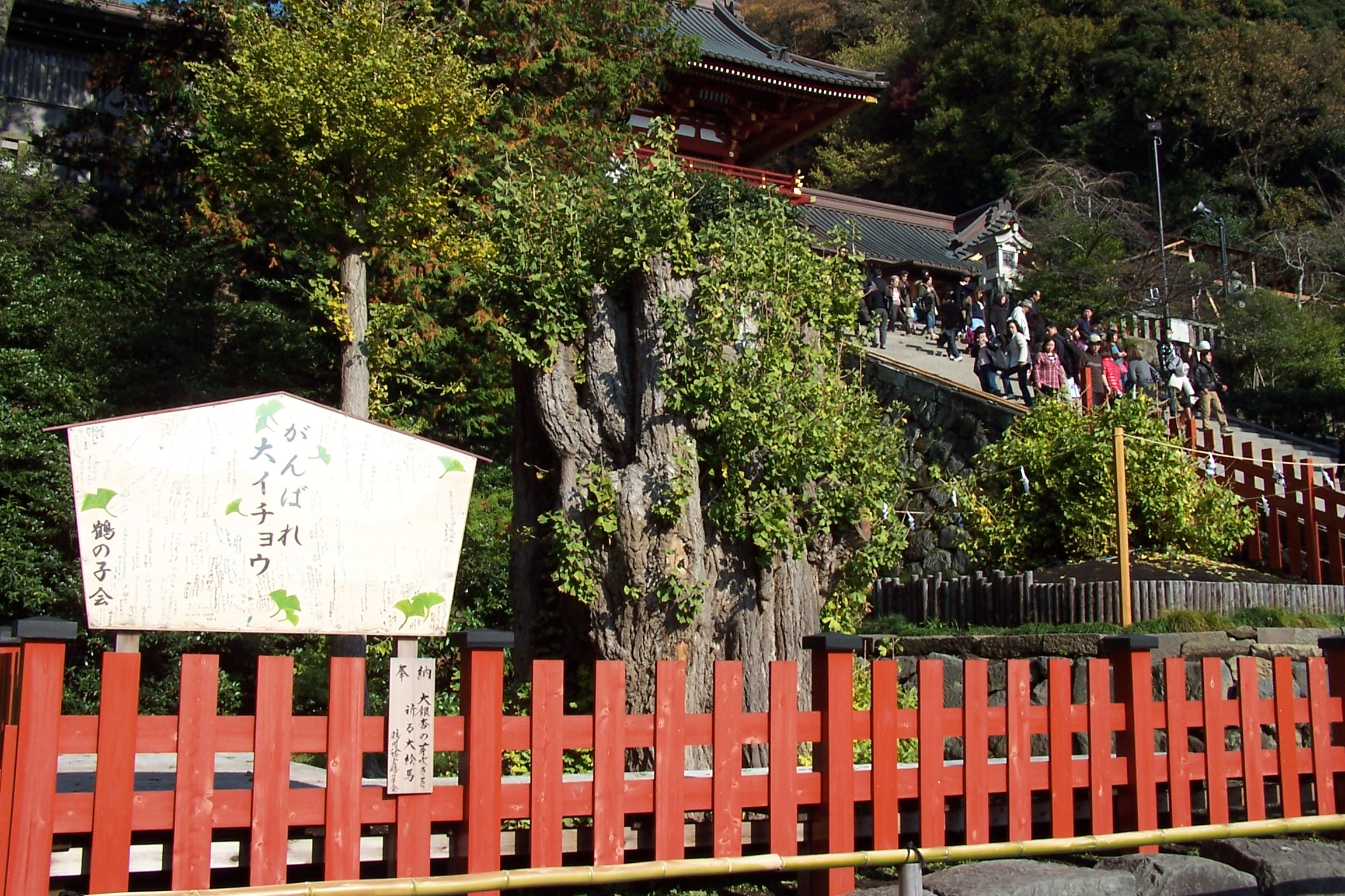 On this spot stood a 1000 year old ginkgo tree.