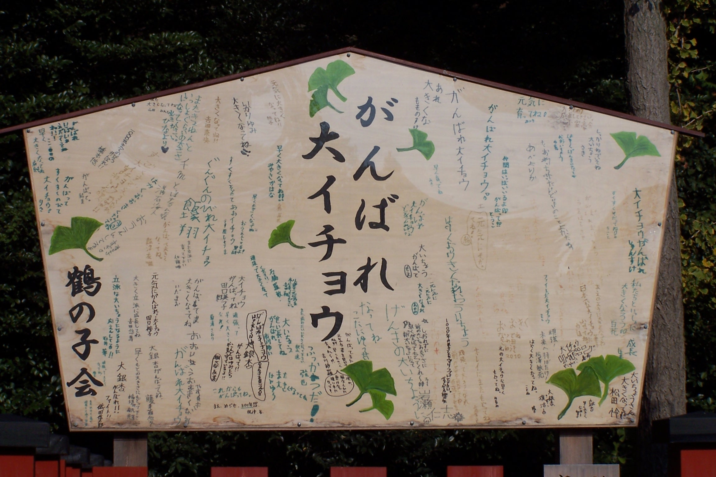 "Ganbare!!" the Japanese people offer encouragement to the great ginkgo tree.