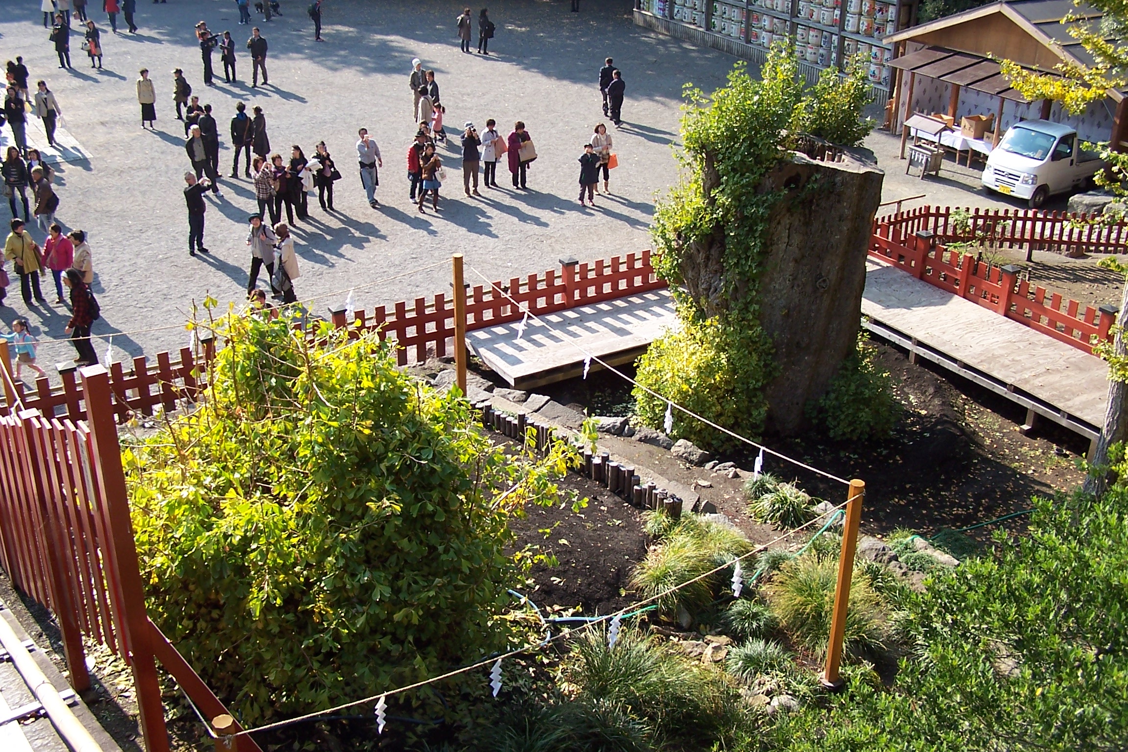 Efforts to revitalize the tree include uprighting the original roots (left) and transplanting a portion of the trunk (right).