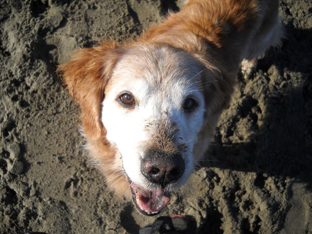 Sandy dog