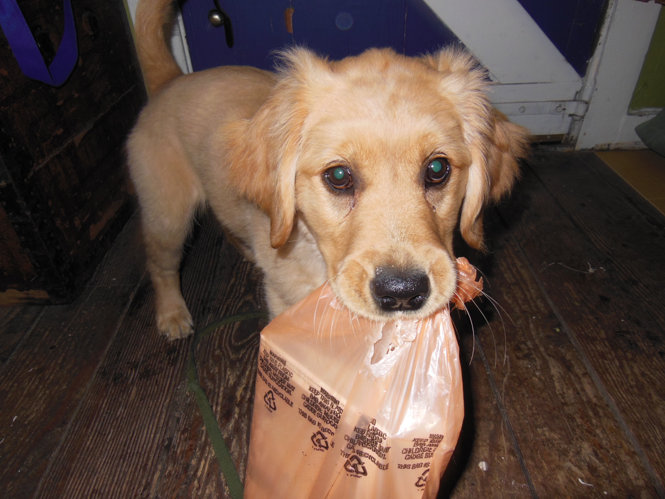 Cali carries a newspaper