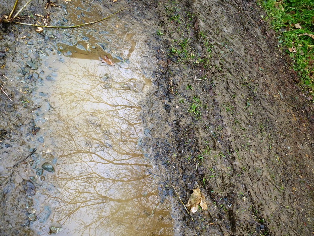 Winter Trees www.thinkingcowgirl.wordpress.com