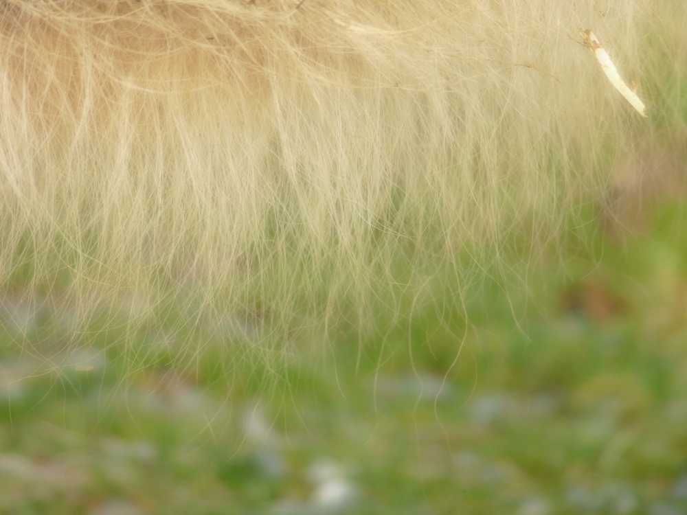 Cow Fur www.thinkingcowgirl.wordpress.com