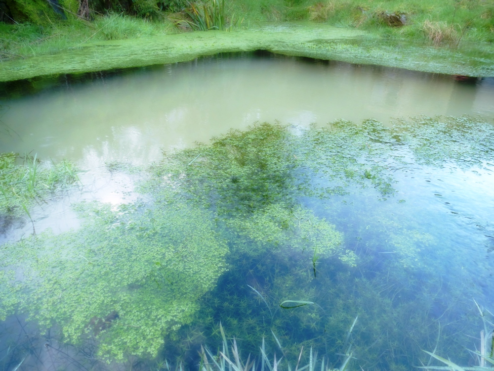 Winter Pond www.thinkingcowgirl.wordpress.com