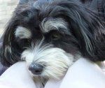 Ari