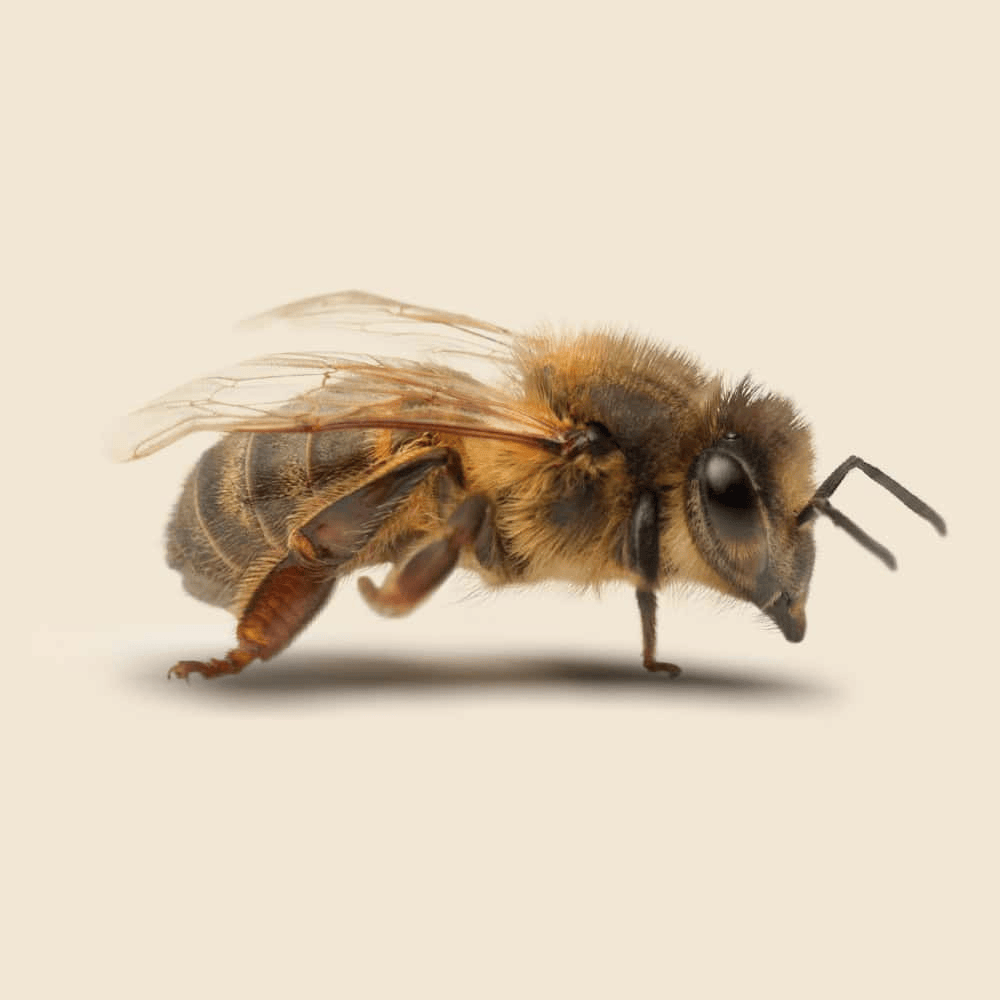 Thinking Worker Bee