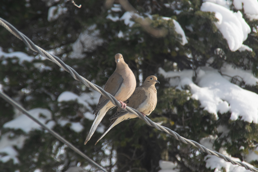 Backyard wildlife: Mourning doves