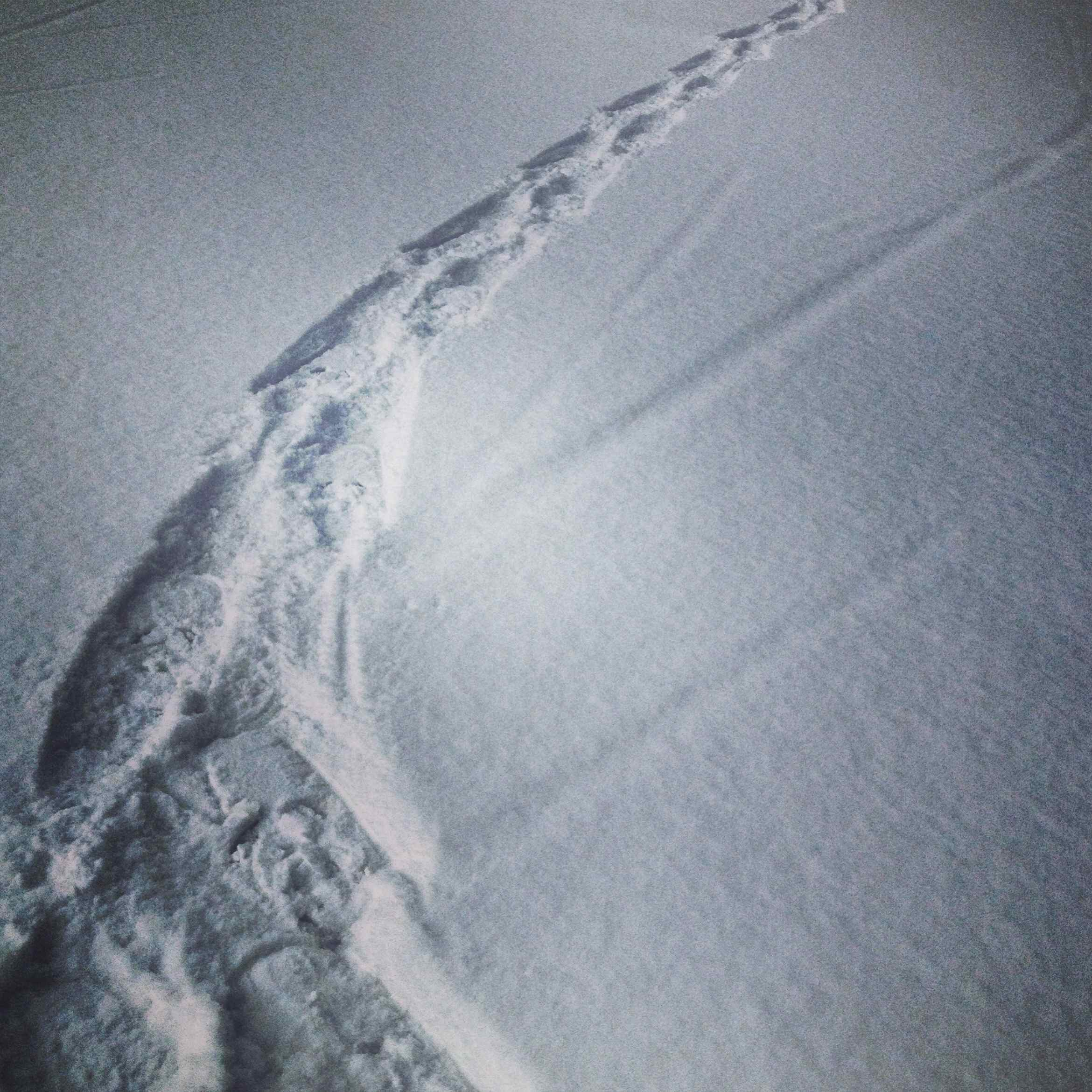 Snowshoe tracks
