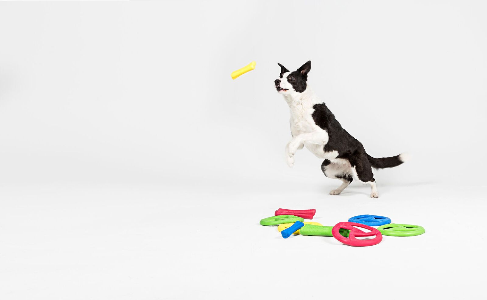 WO Disc comes in a variety of colors