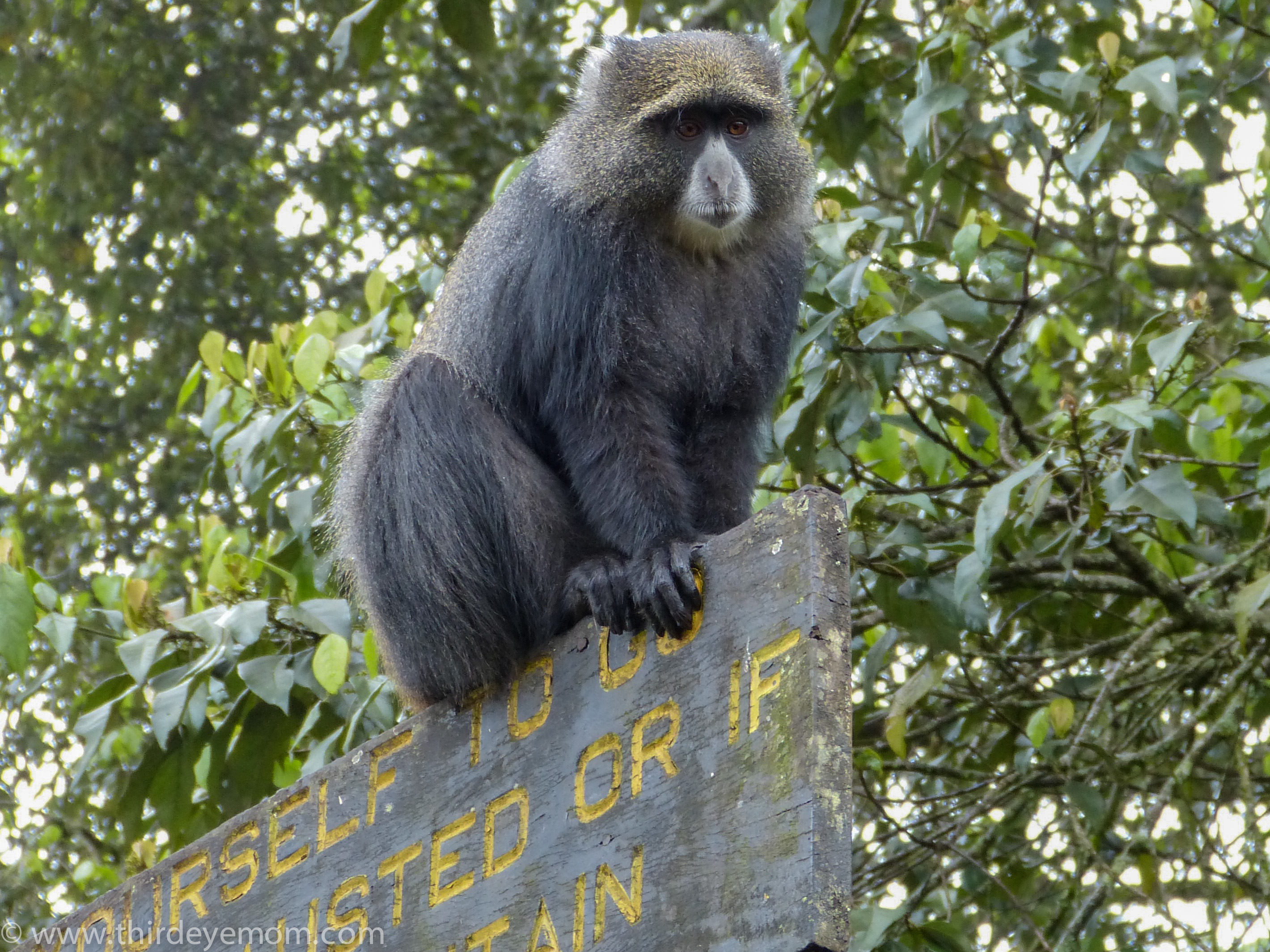 Machame Gate Kilimanjaro Tanzania