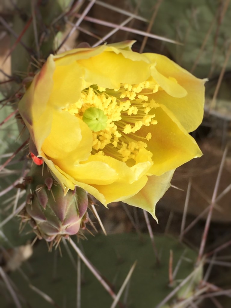 The Arizona desert in bloom Thirdeyemom
