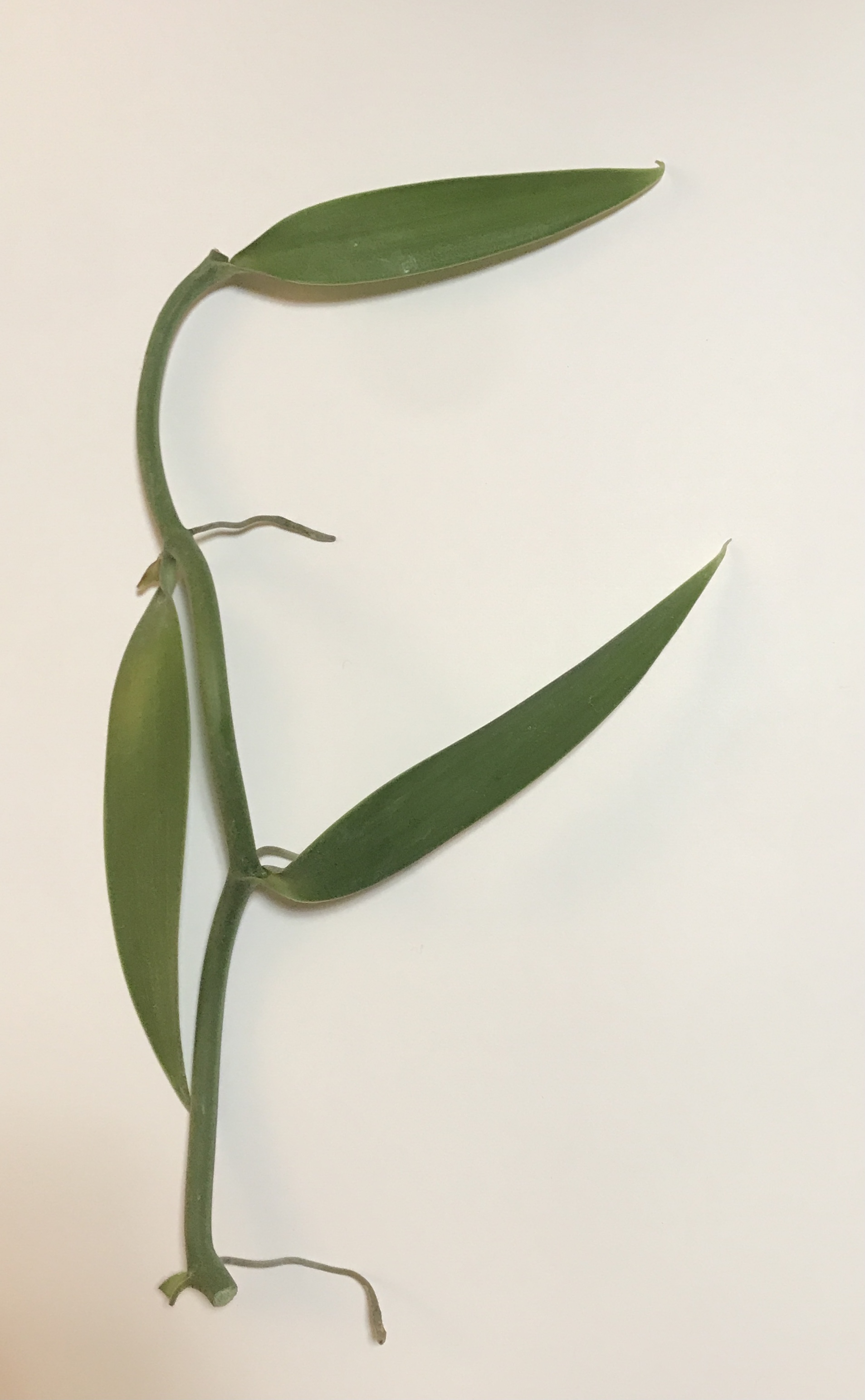 Vanilla × tahitensis〡Third Insight Design & nursery