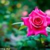 Pink Rose of China