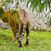 Malayan Tiger's Butt