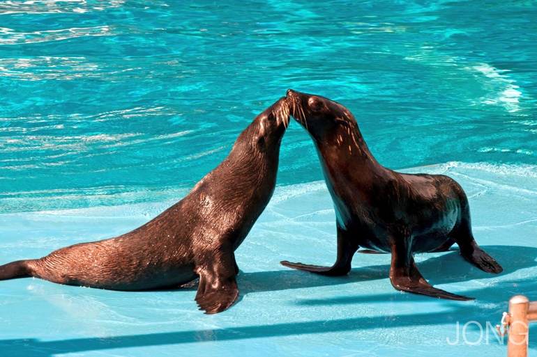 Fur Seals Kissing