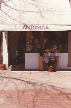 Antonia's Flowers