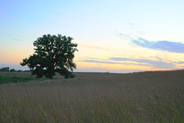 Minnesota prairie with a large cottonwood tree