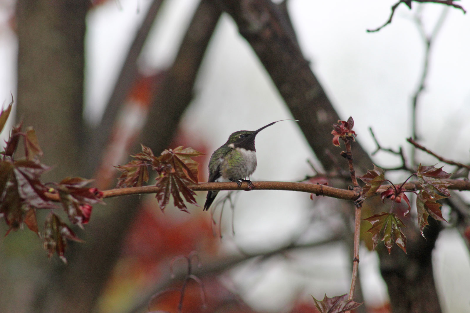 Ruby-throated Hummingbird