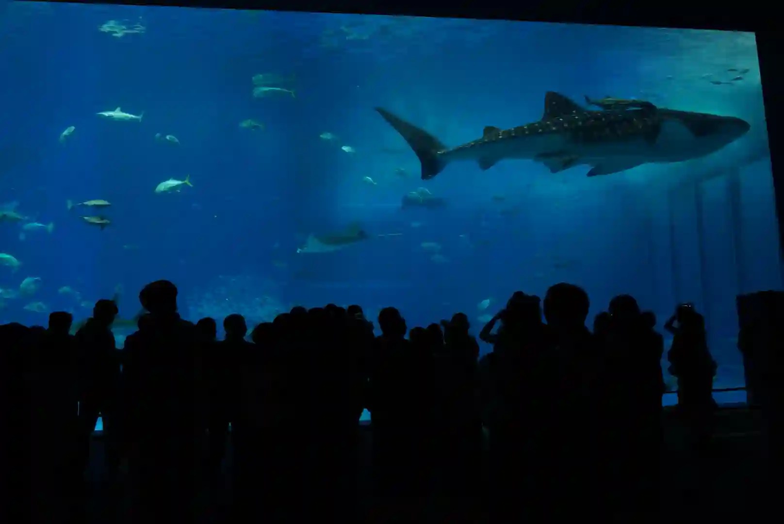 沖繩旅遊_沖繩美麗海水族館_自駕遊_親子遊